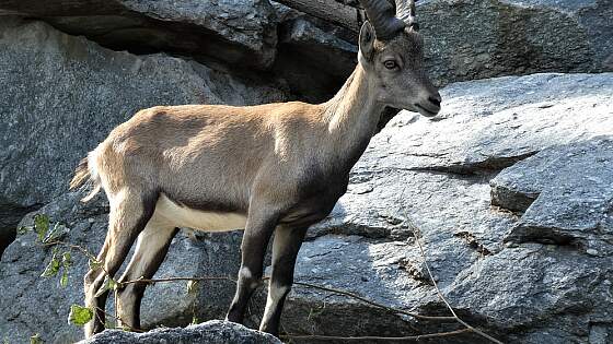 Österreich: Alpenzoo in Innsbruck